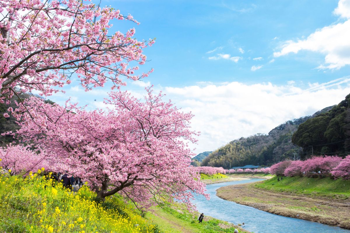 河津桜まつりイメージ