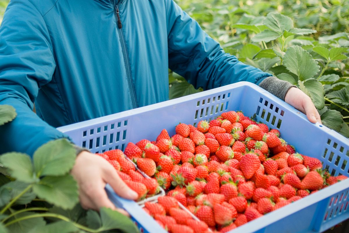 いちご王国・栃木でいちごをつくってみたい！